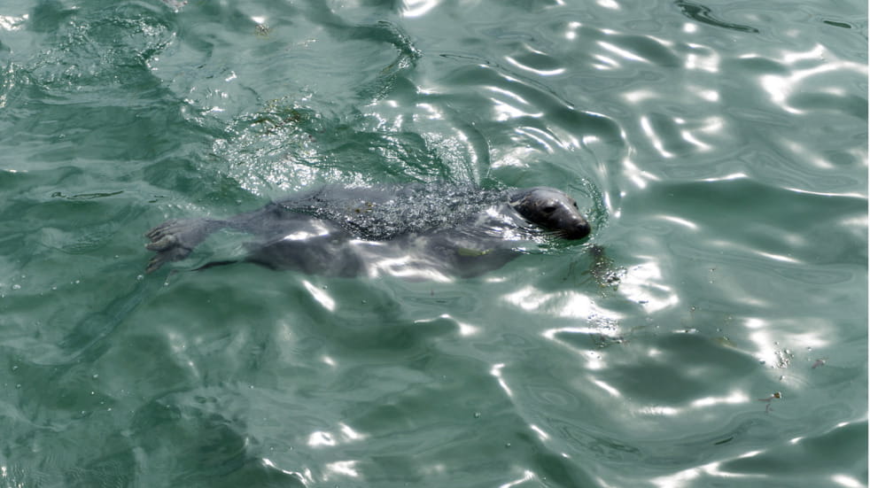 Where to see seals in Cornwall
